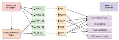 The role of microRNAs in pathophysiology and diagnostics of metabolic complications in obstructive sleep apnea patients